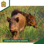 разрешений на добычу кабана